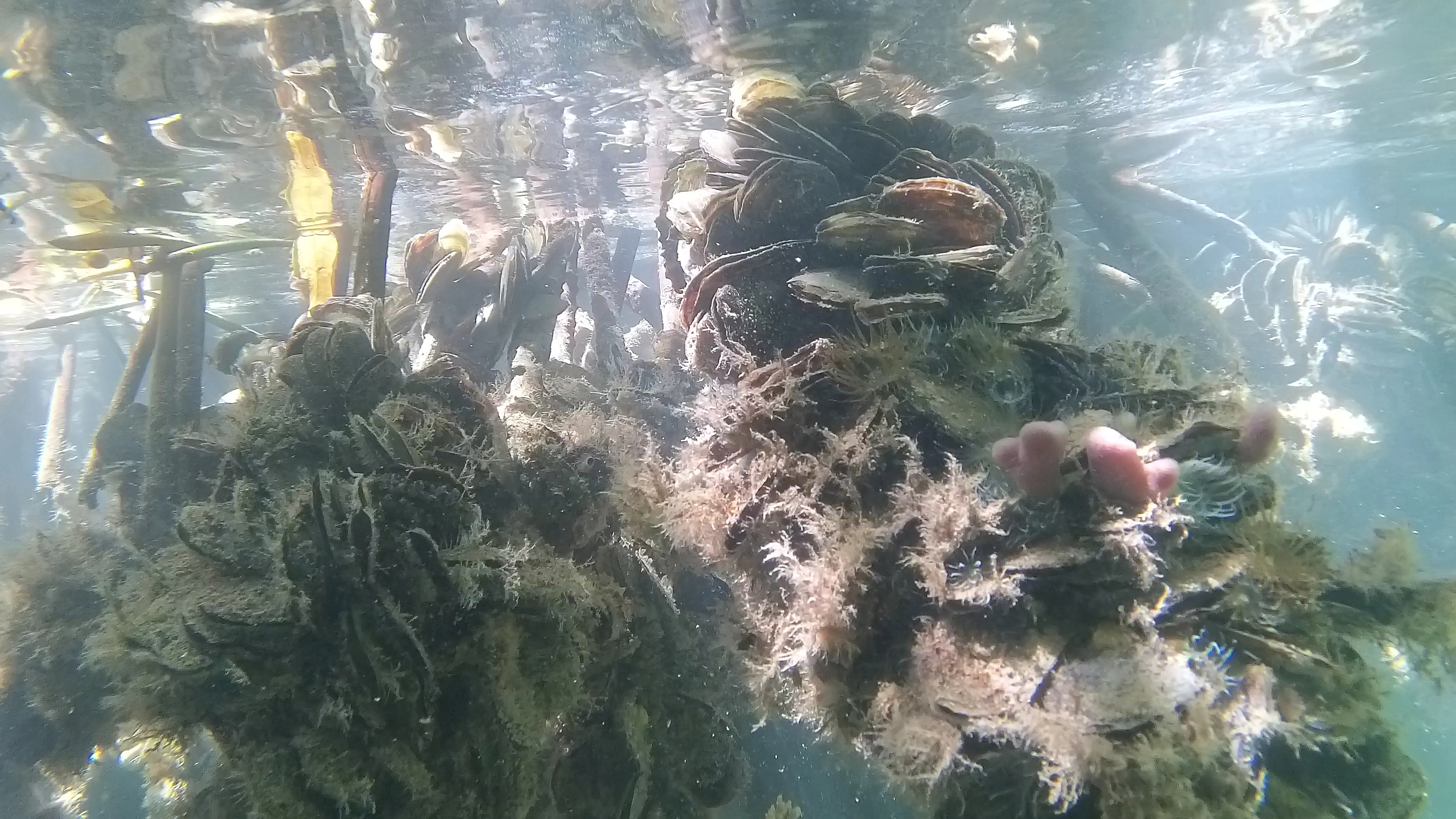 Mangrovenwurzeln Mit Muscheln 2