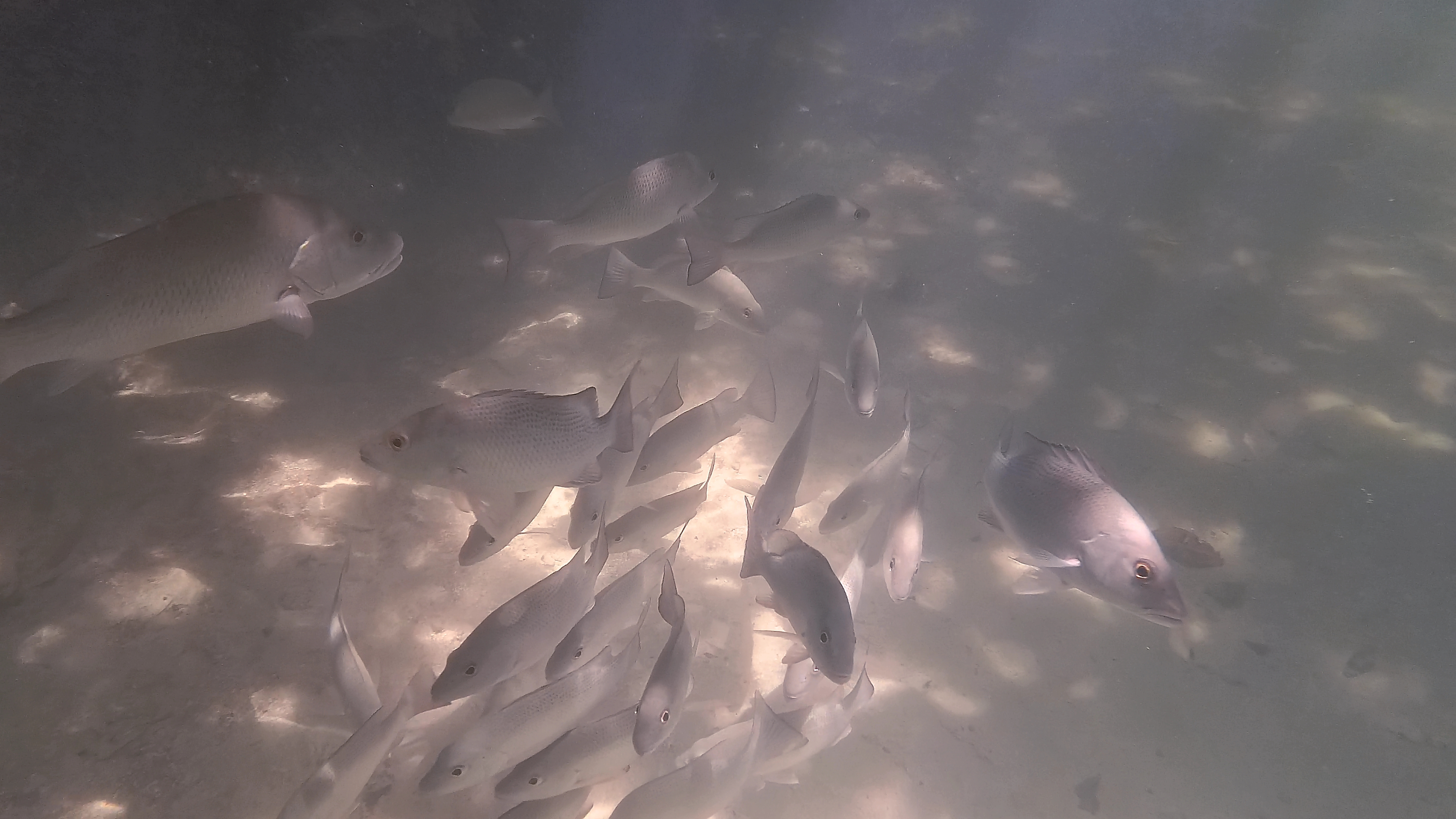 Weisse Fische Bei Mangroven