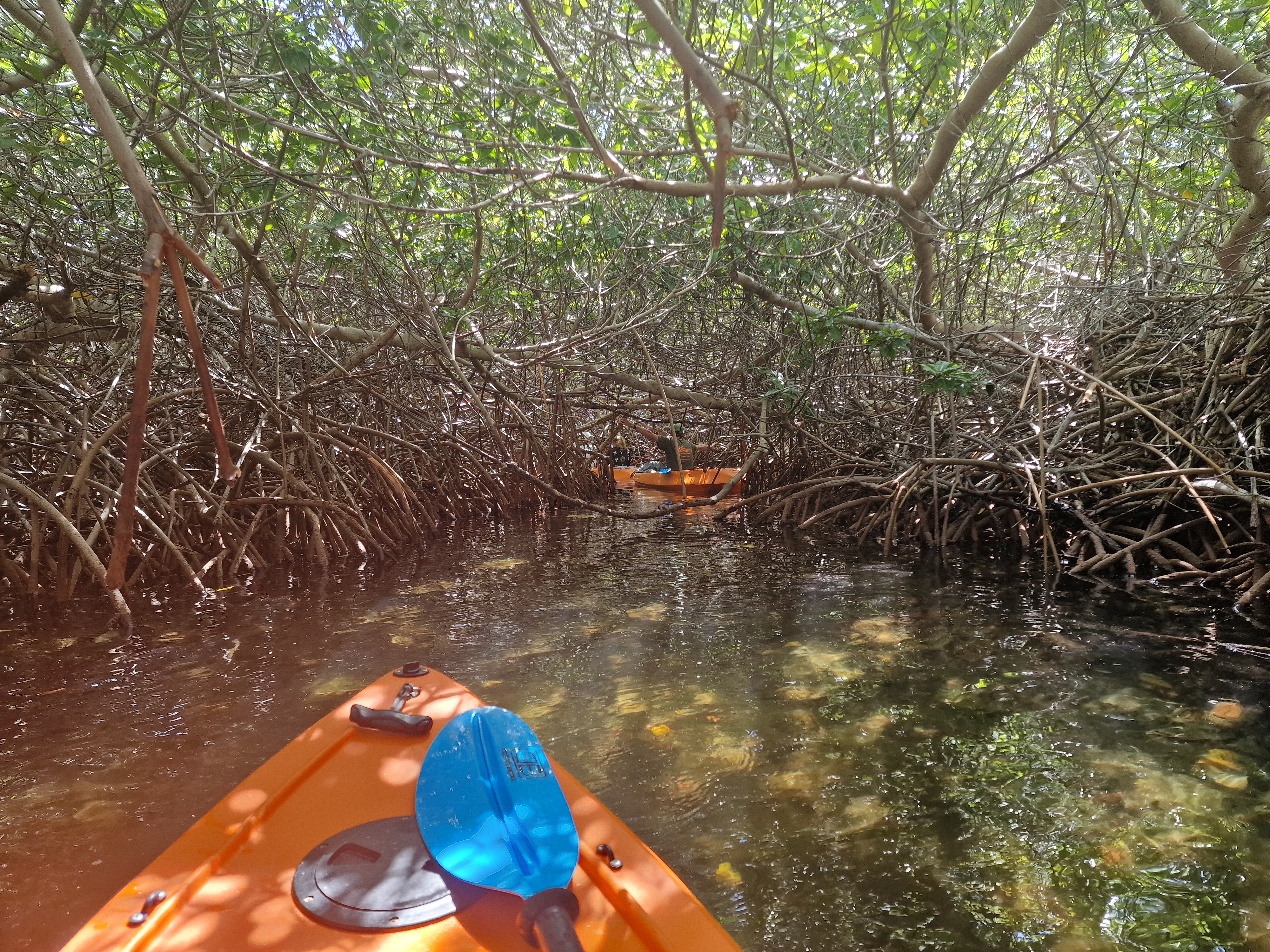 Durchs Tunnel Mit Wurzeln