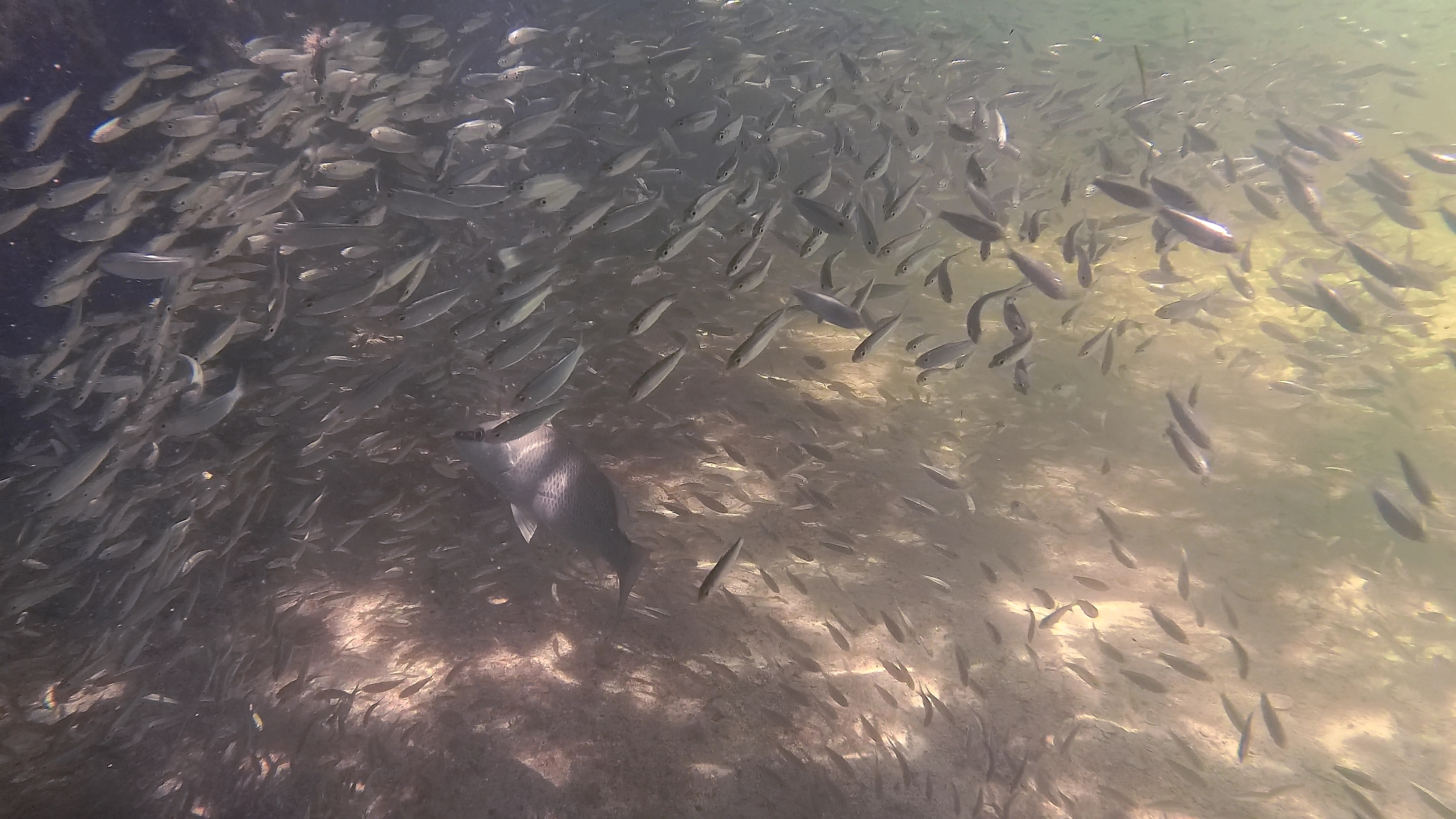 Inmitten Von Babyfischschwarm 3