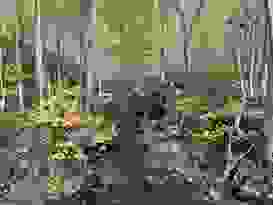 Plättschernder Bach Plättschernder Bach