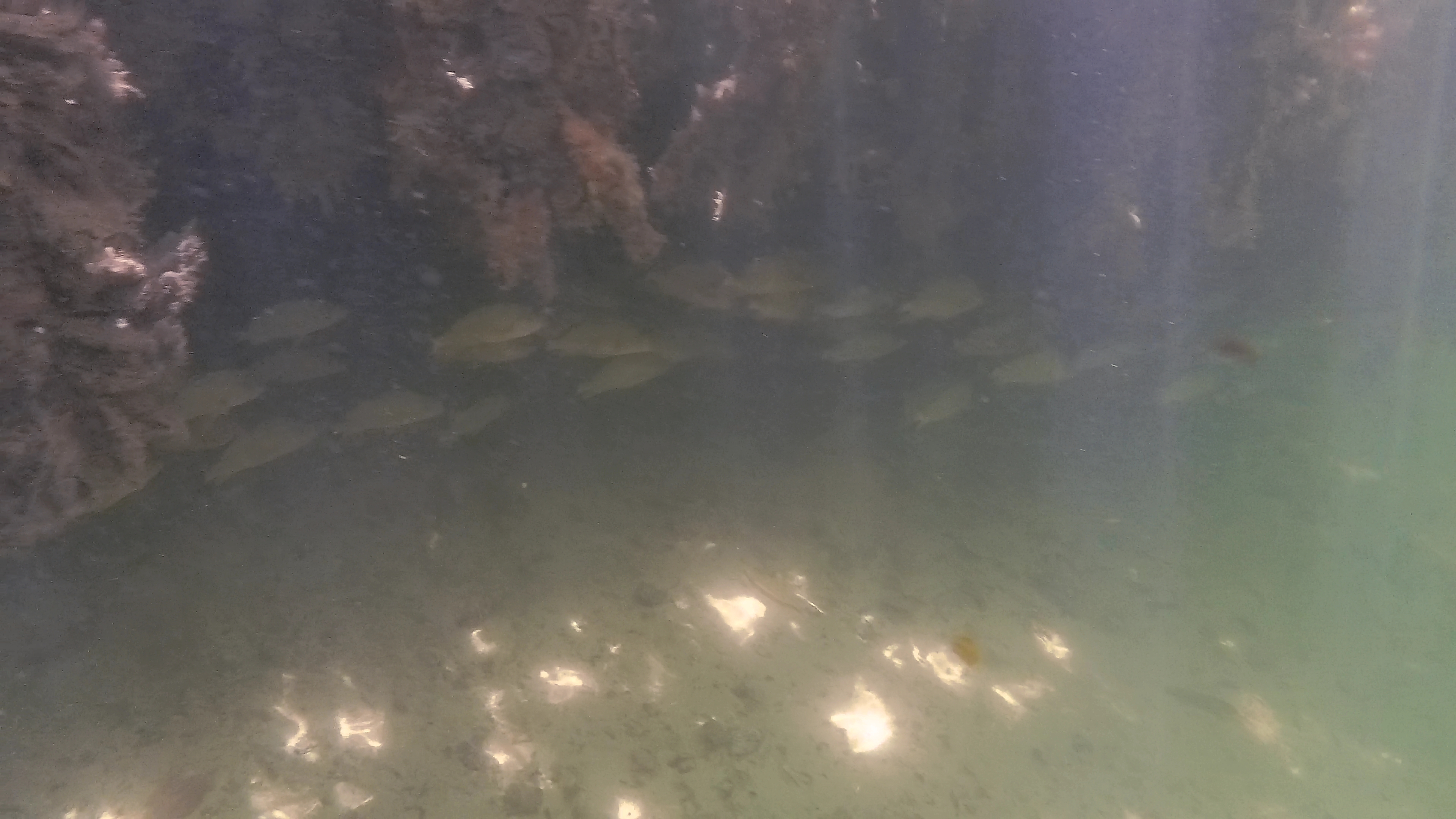 Fische Bei Mangrovenwurzeln