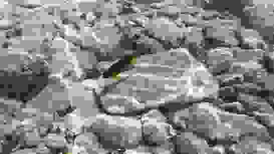 Fairy Basslet Fairy Basslet