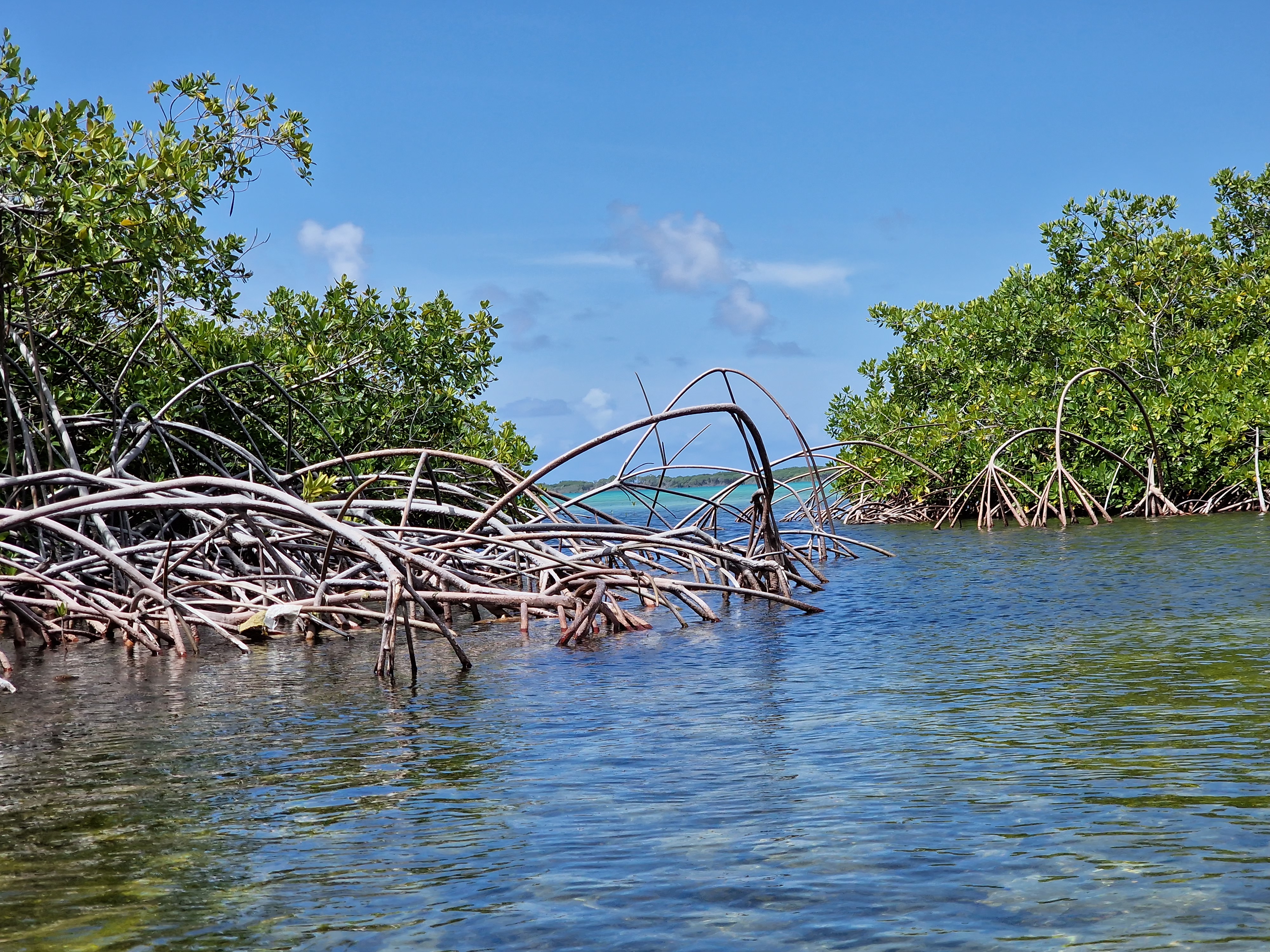 Mangroven Mit Wurzeln