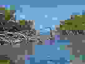 Mangroven Mit Wurzeln Mangroven Mit Wurzeln