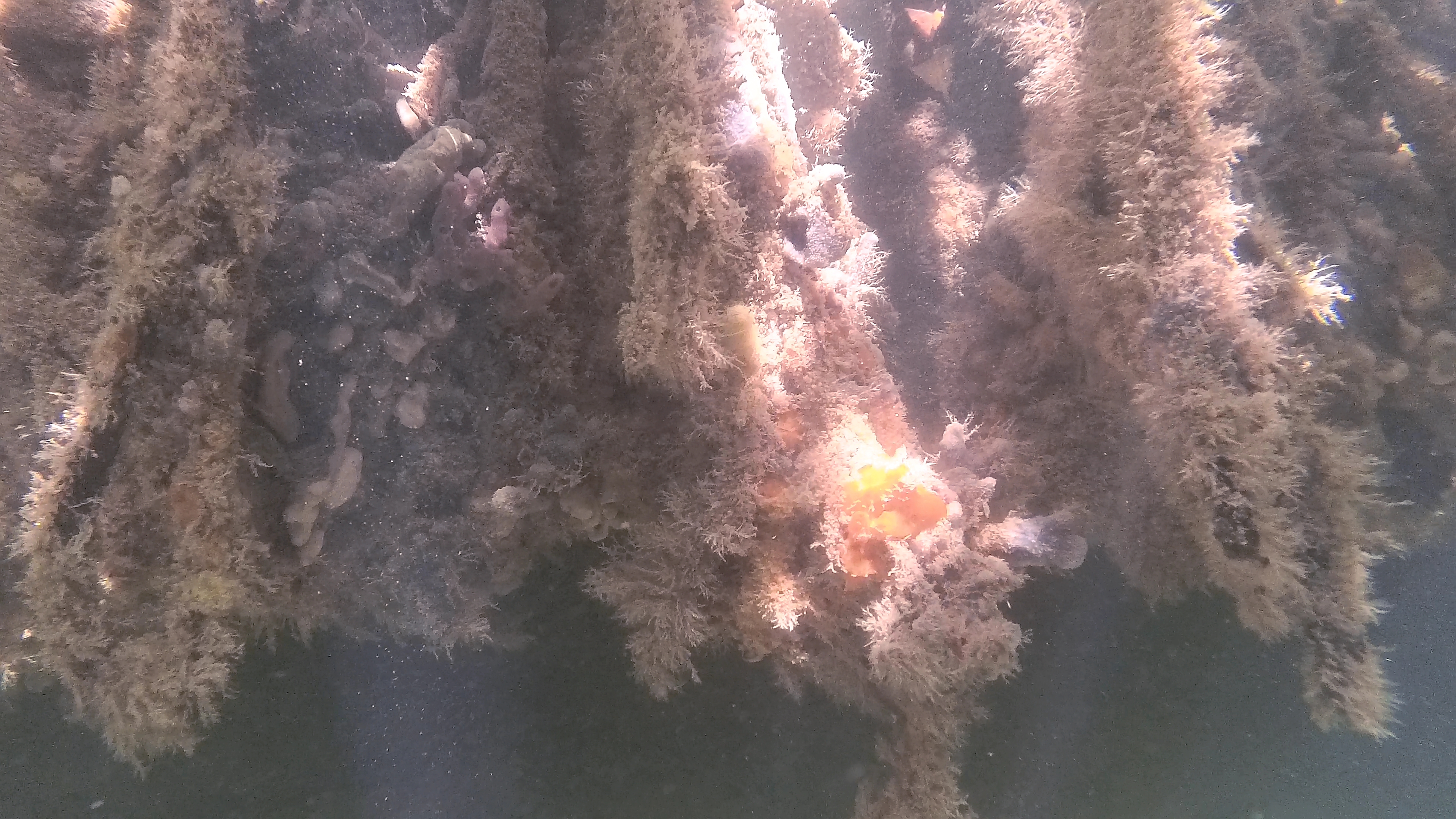 Mangrovenwurzeln Mit Korallen Und Schwämmen