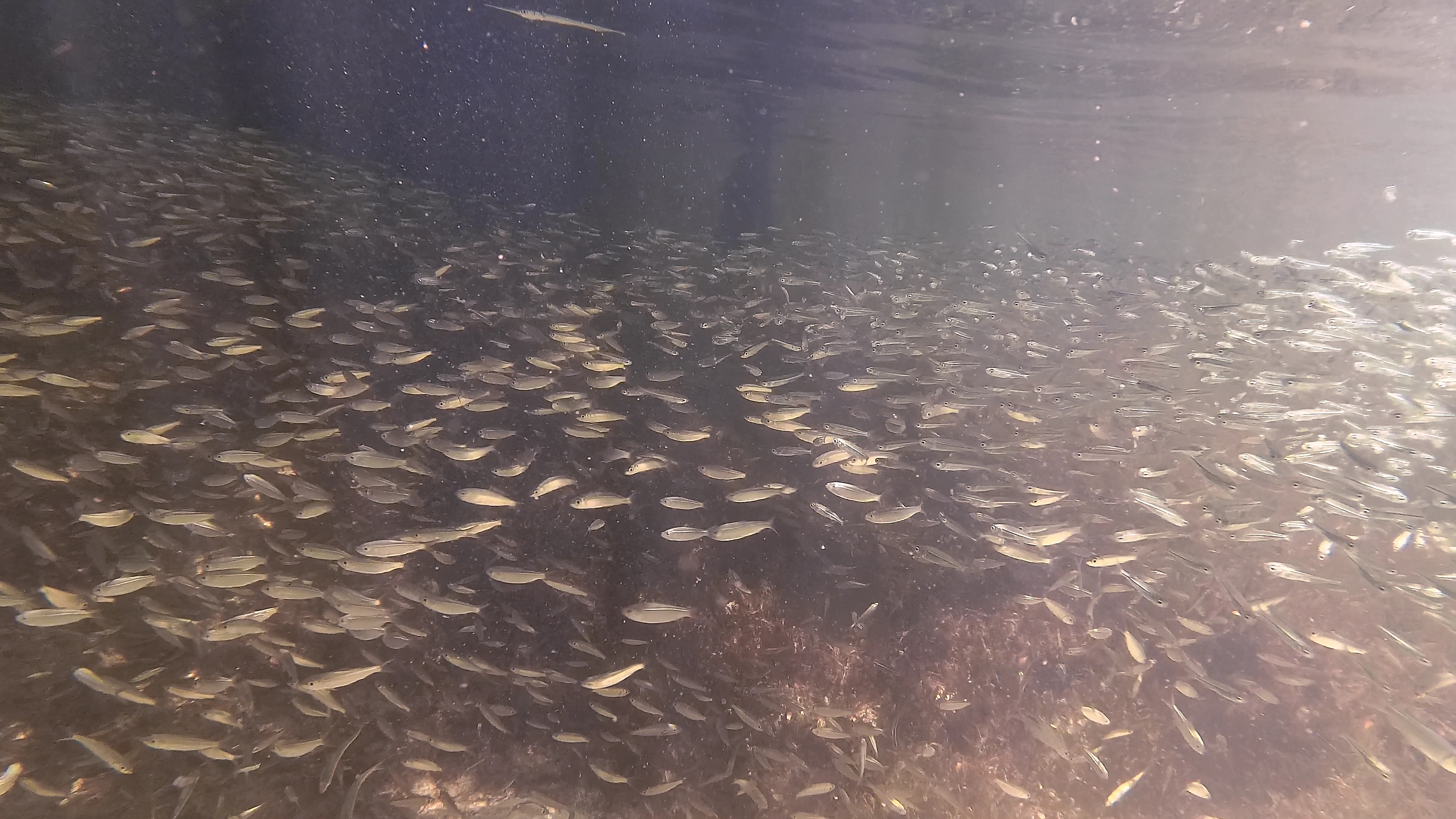 Inmitten Von Babyfischschwarm 4