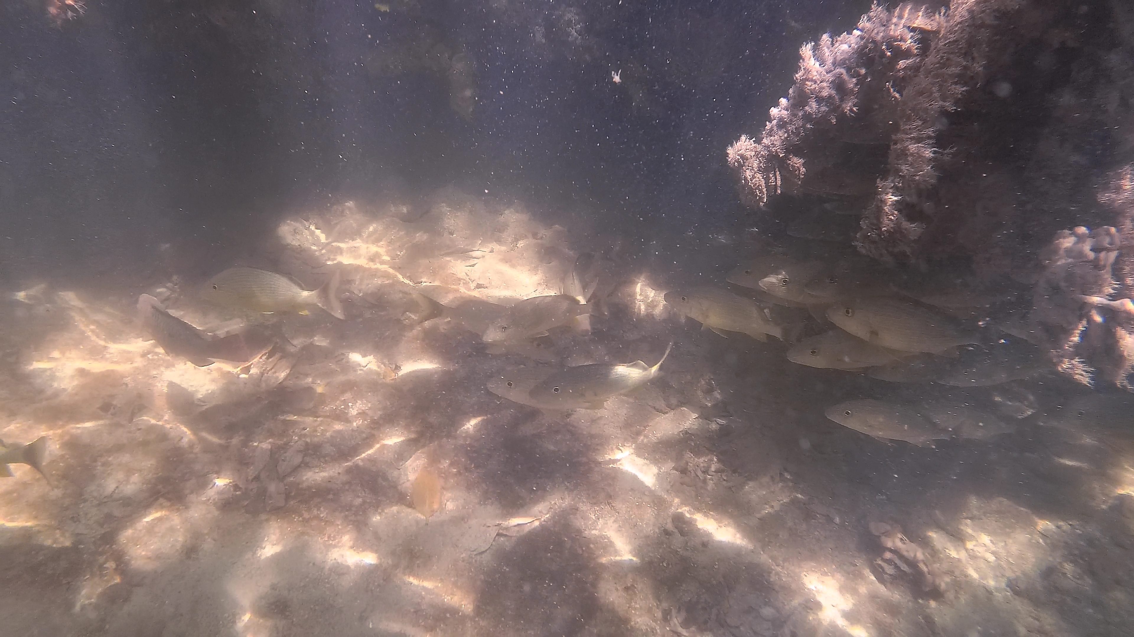 Fischschwarm Versteckt Sich Zwischen Wurzeln