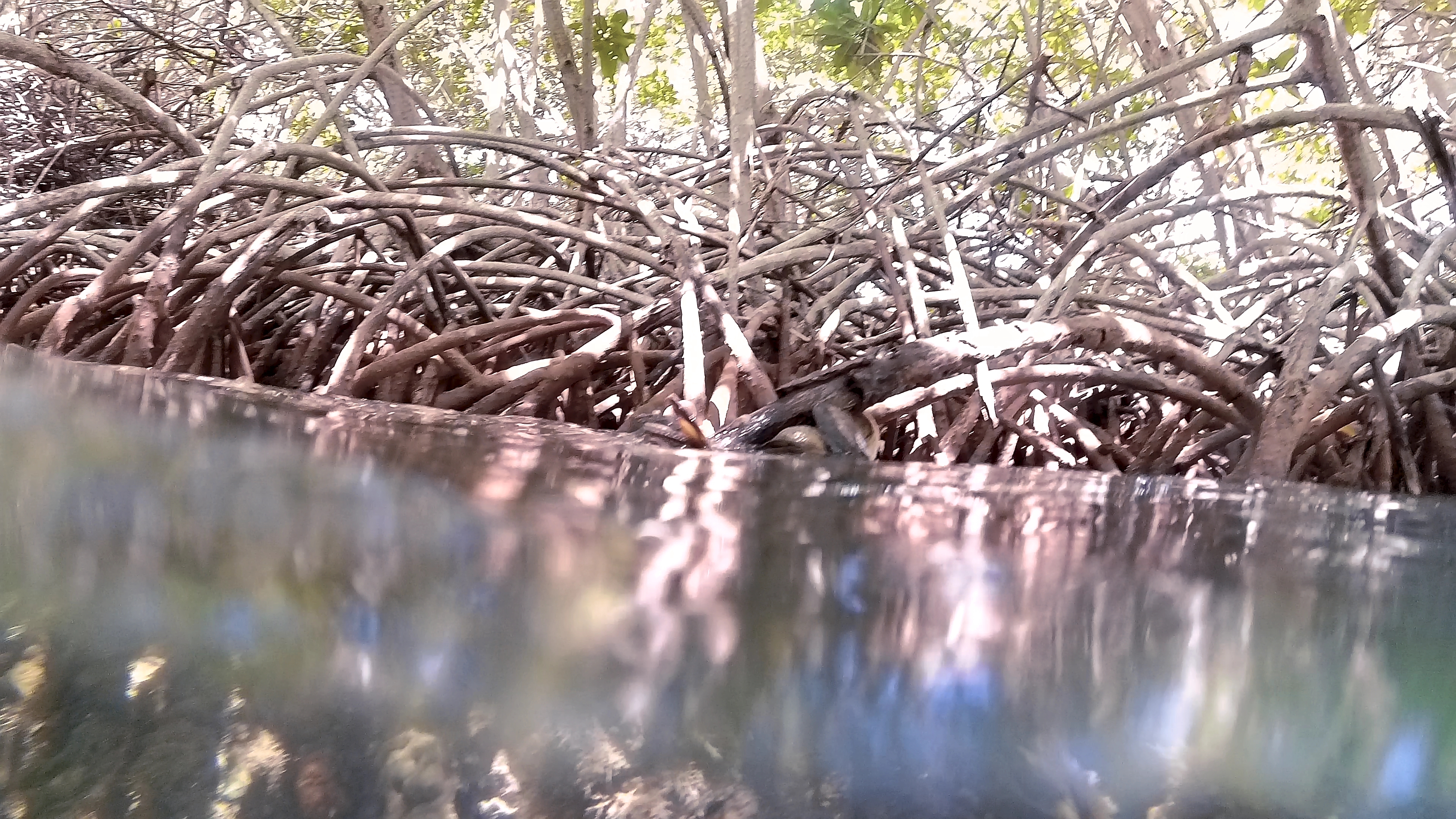 Wurzeln Muscheln Wasseroberfläche
