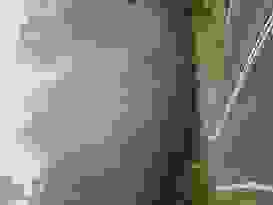 Eungella National Park 19 Eungella National Park 19