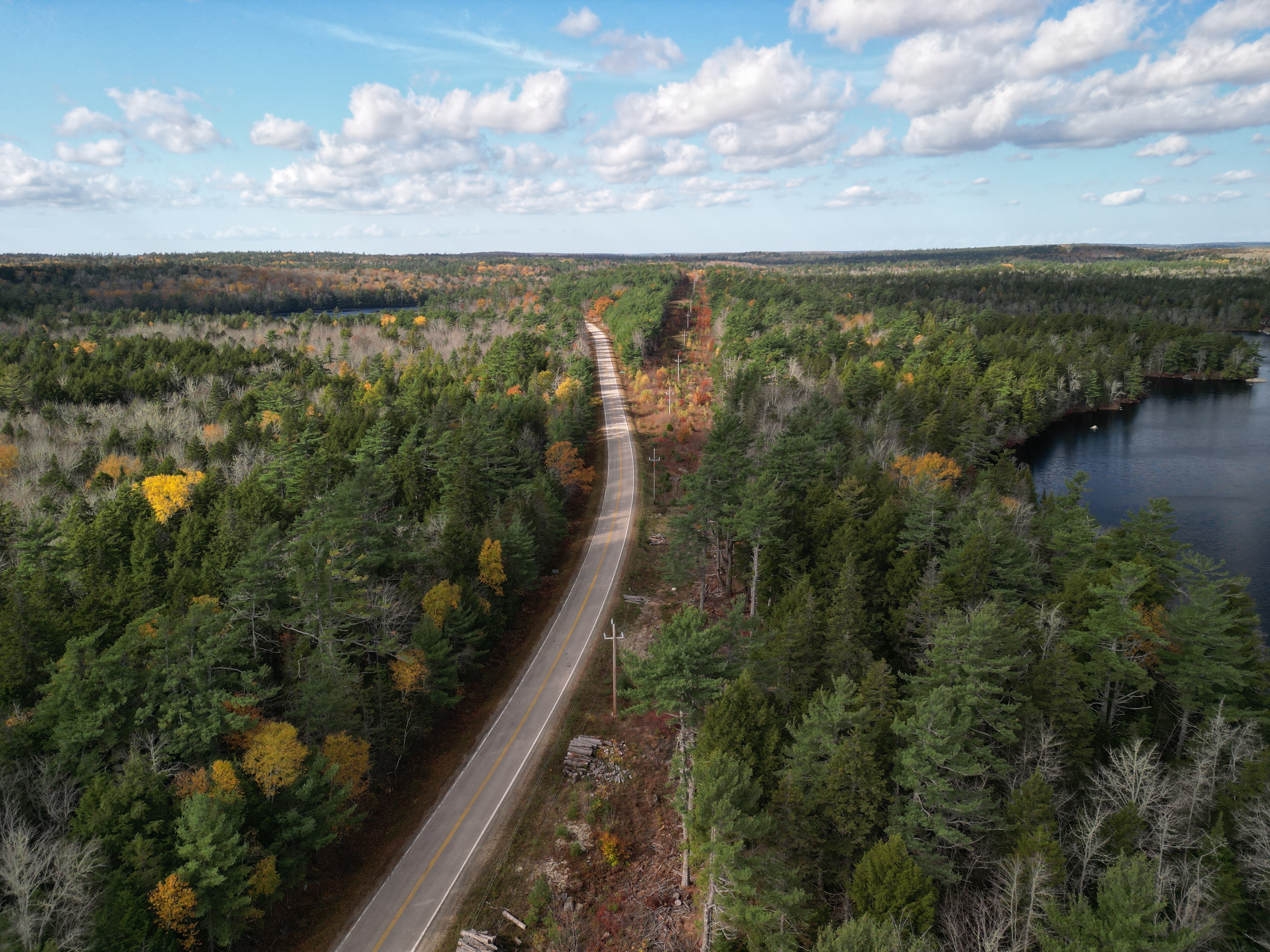 Wald Und Strasse Bei Lake Munro