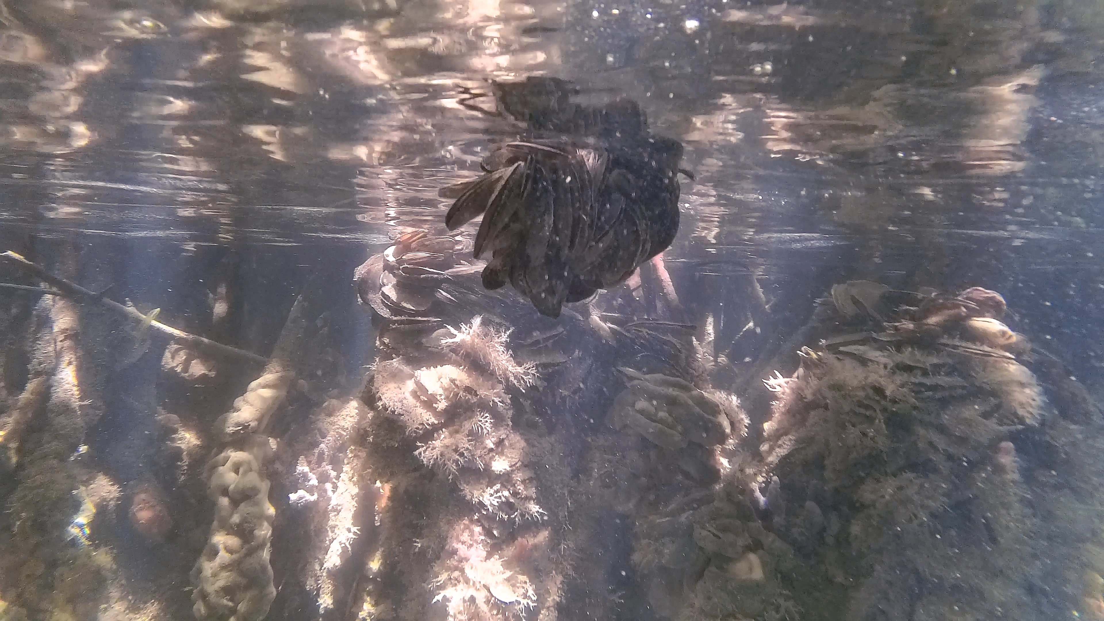 Wurzeln Übersät Mit Muscheln