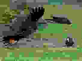 Rollingstone 11 Rollingstone 11