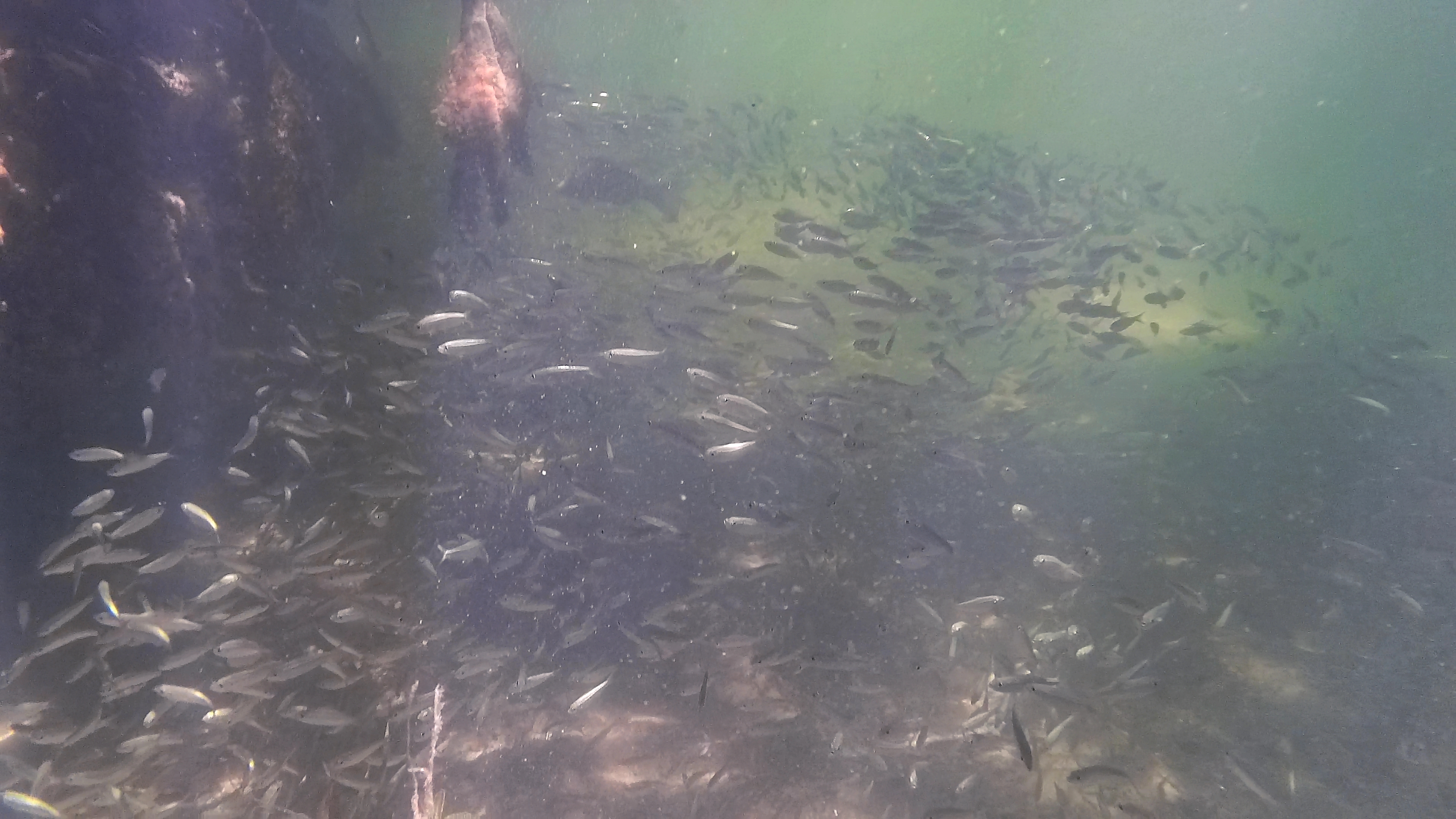 Inmitten Von Babyfischschwarm