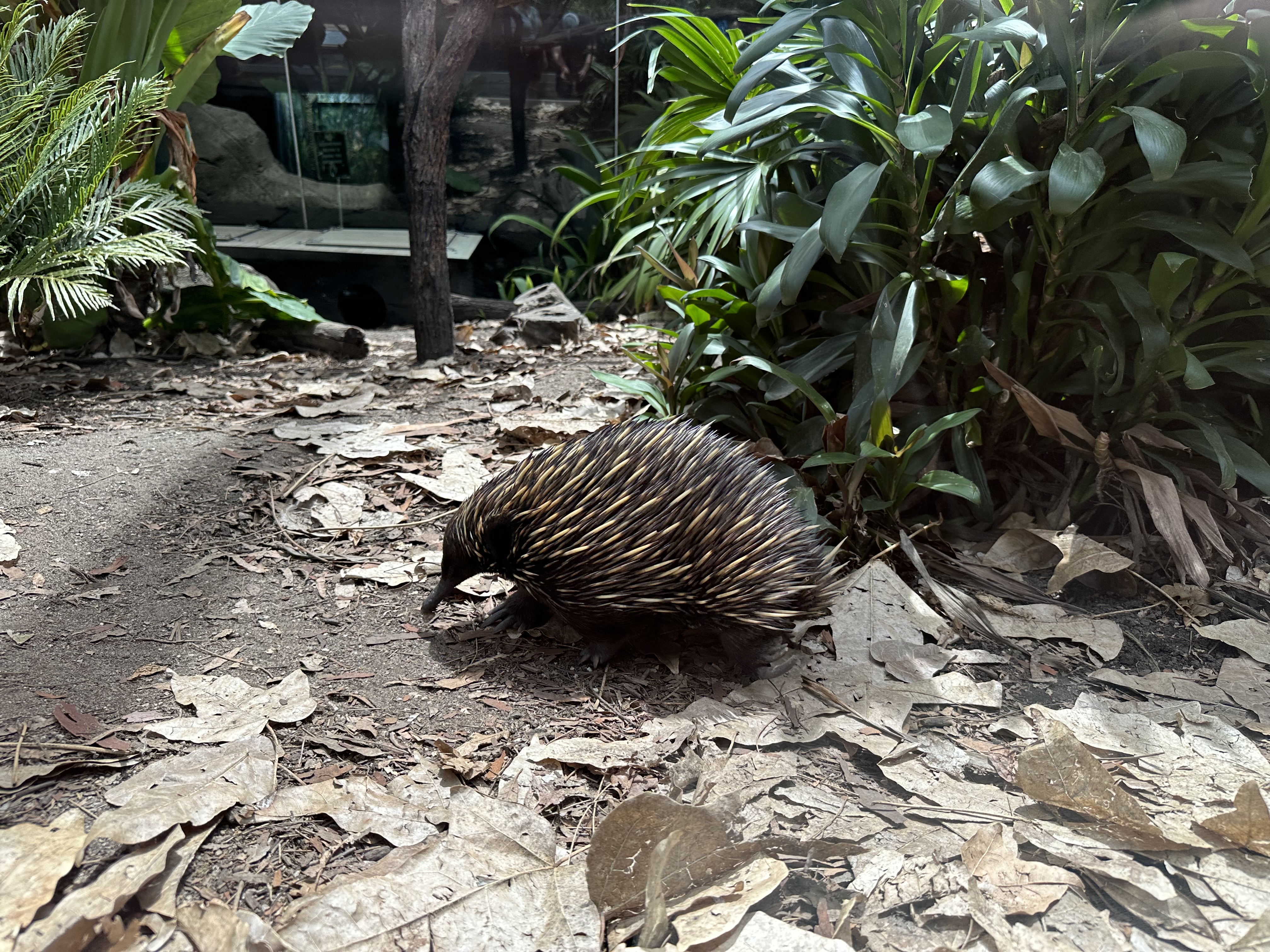 Wildlife Sydney Zoo 6