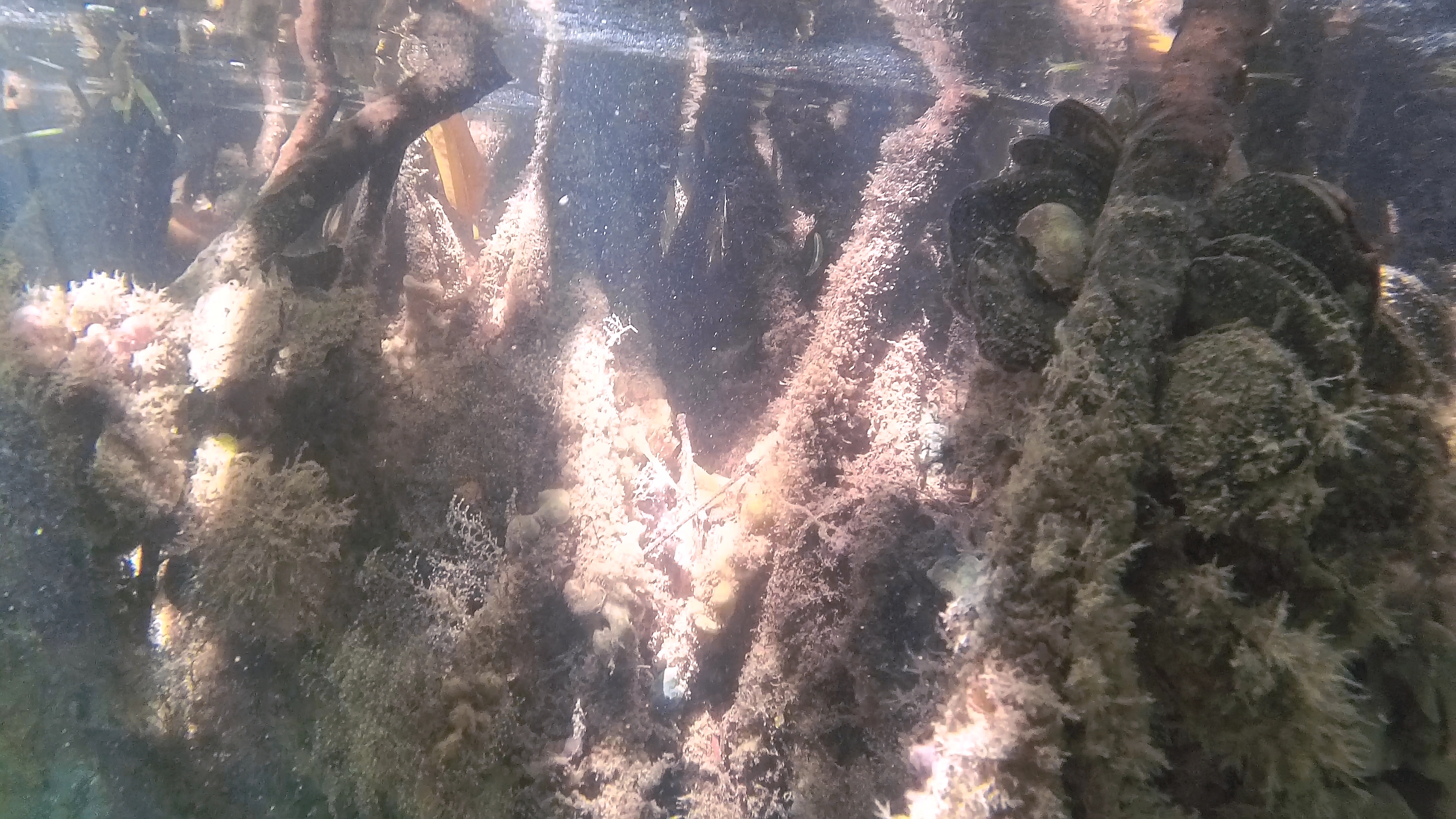 Mangrovenwurzeln Mit Muscheln