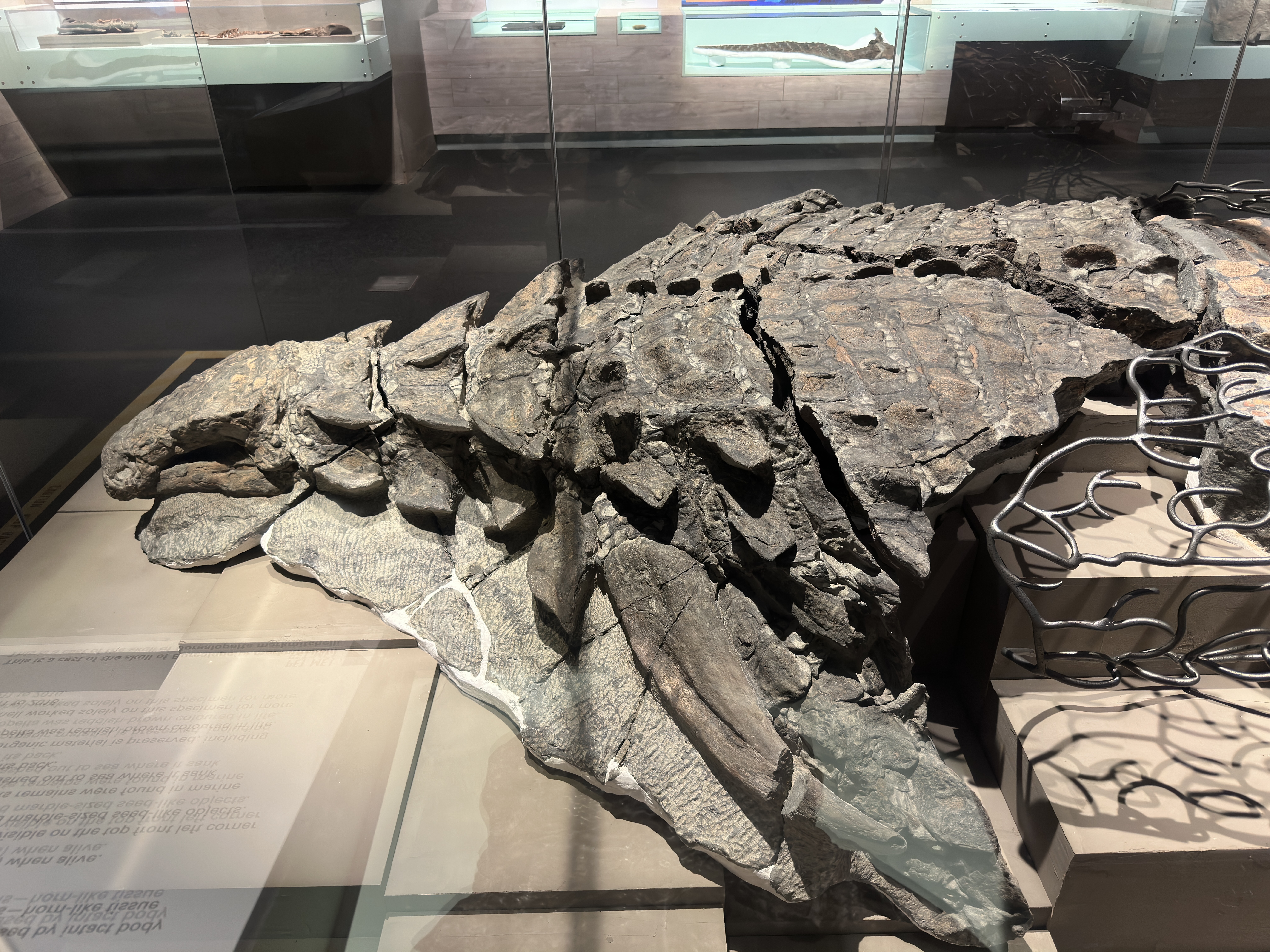 Royal Tyrell Museum 4