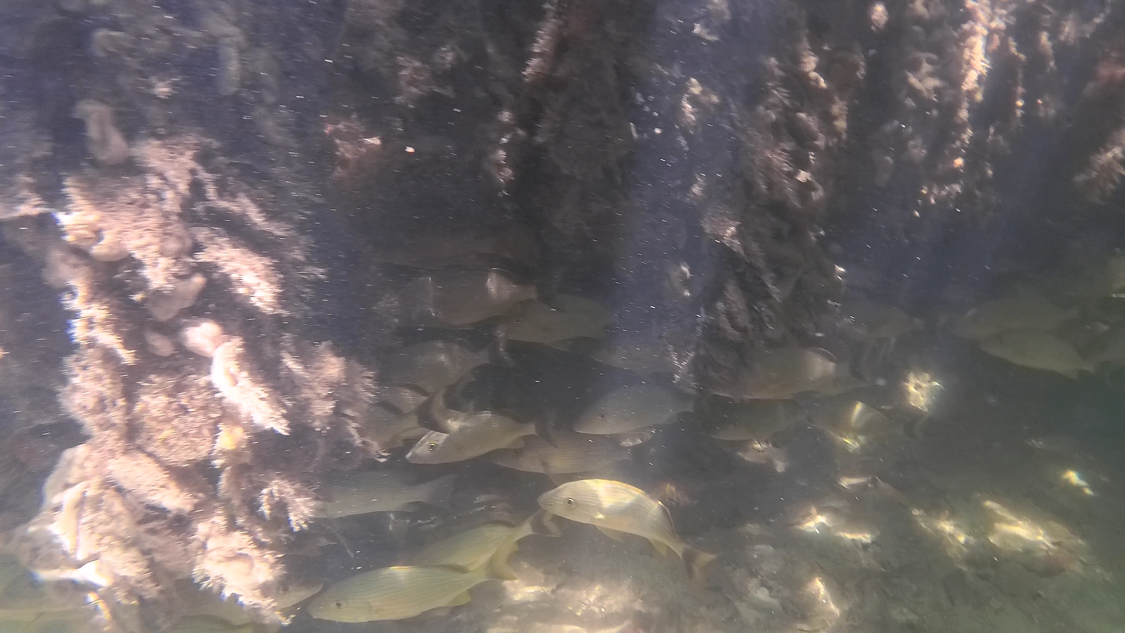 Fischschwarm Versteckt Sich Zwischen Wurzeln 2