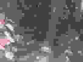 Fischschwarm Versteckt Sich Zwischen Wurzeln 2 Fischschwarm Versteckt Sich Zwischen Wurzeln 2