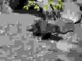 Lone Pine Koala Sanctuary 18 Lone Pine Koala Sanctuary 18