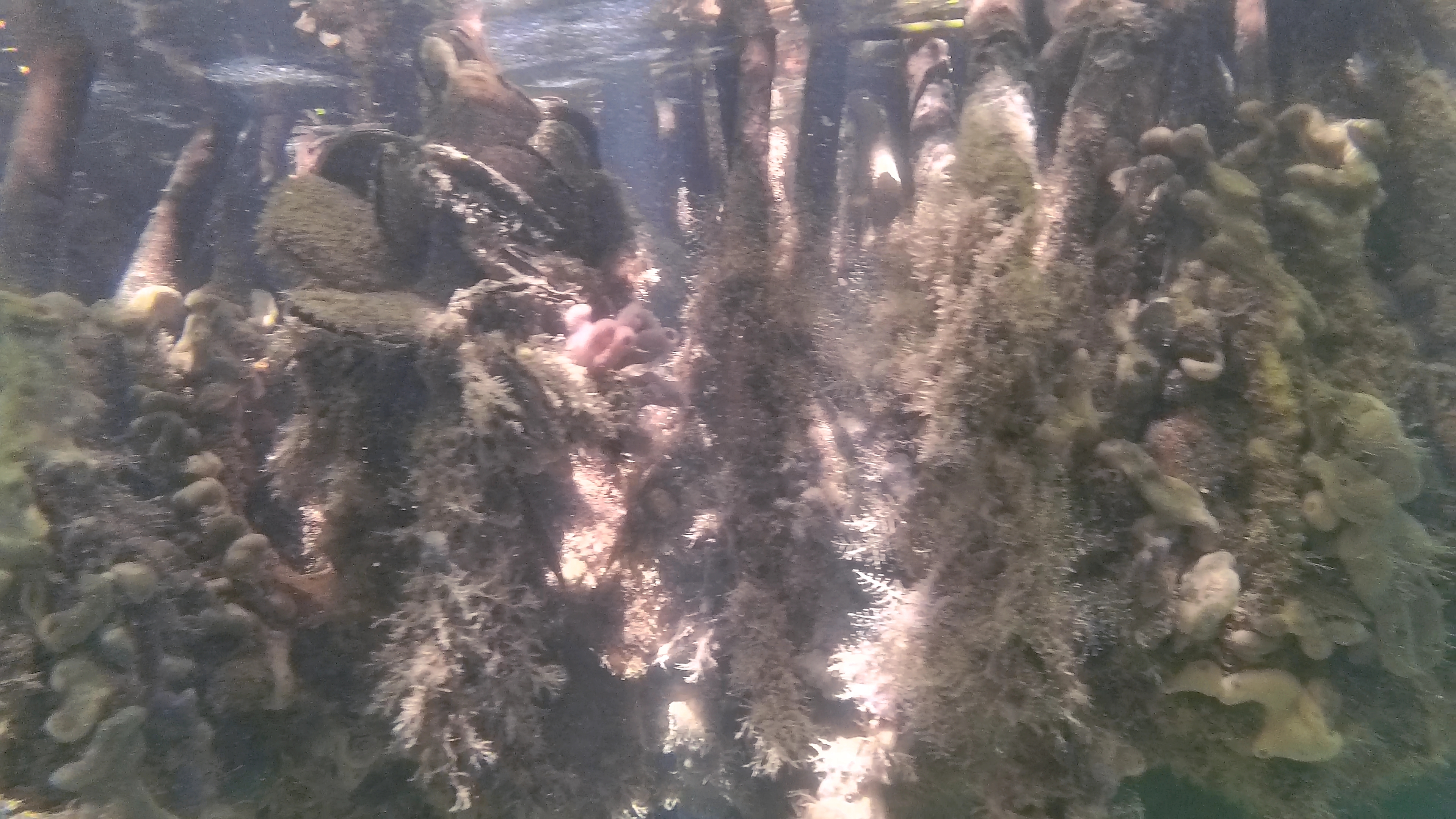 Mangrovenwurzeln Mit Korallen Und Schwämmen 2