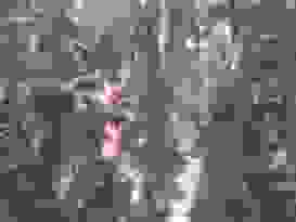 Mangrovenwurzeln Mit Korallen Und Schwämmen 2 Mangrovenwurzeln Mit Korallen Und Schwämmen 2