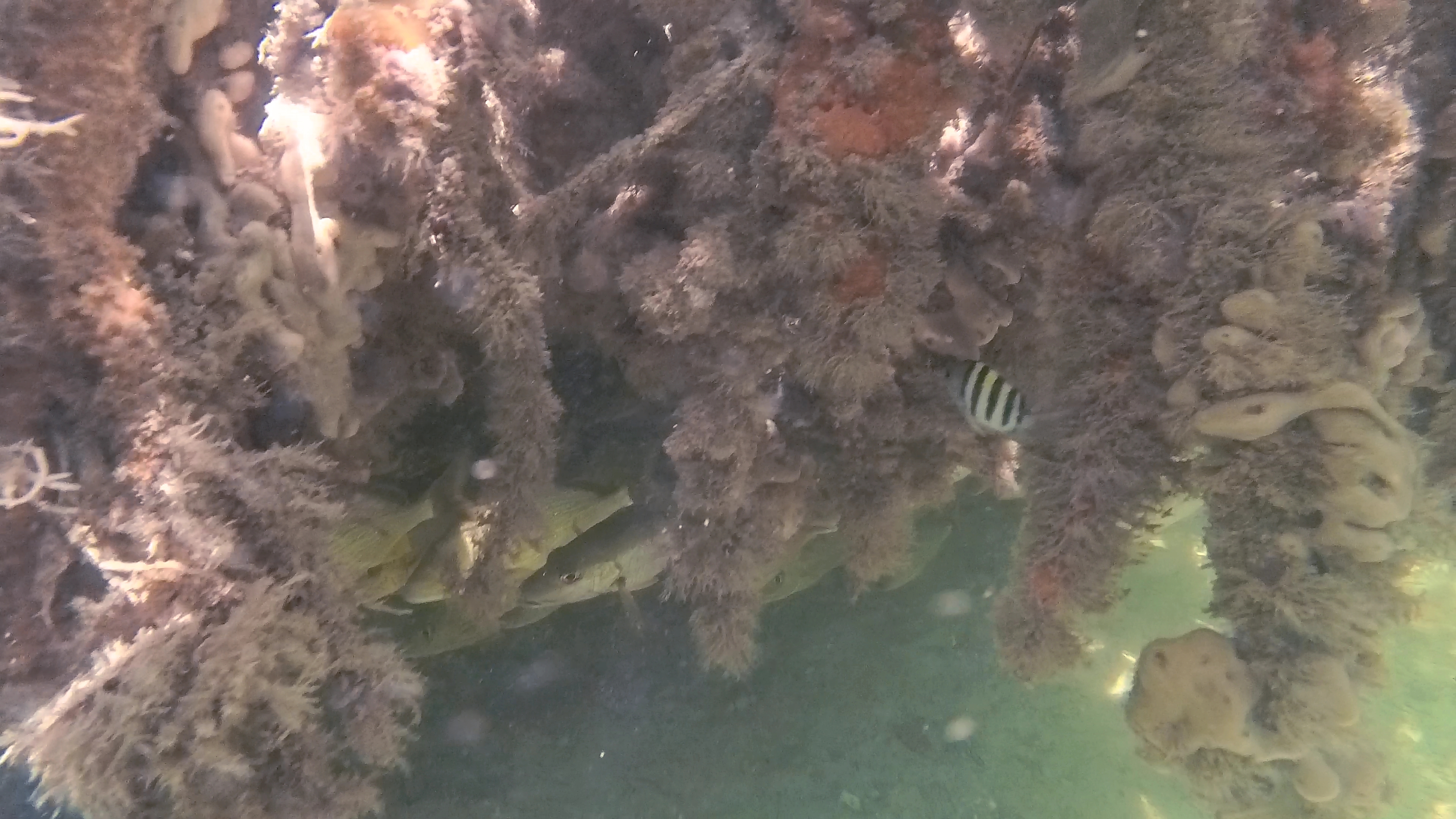 Wurzeln Mit Fischen, Korallen Und Schwämmen