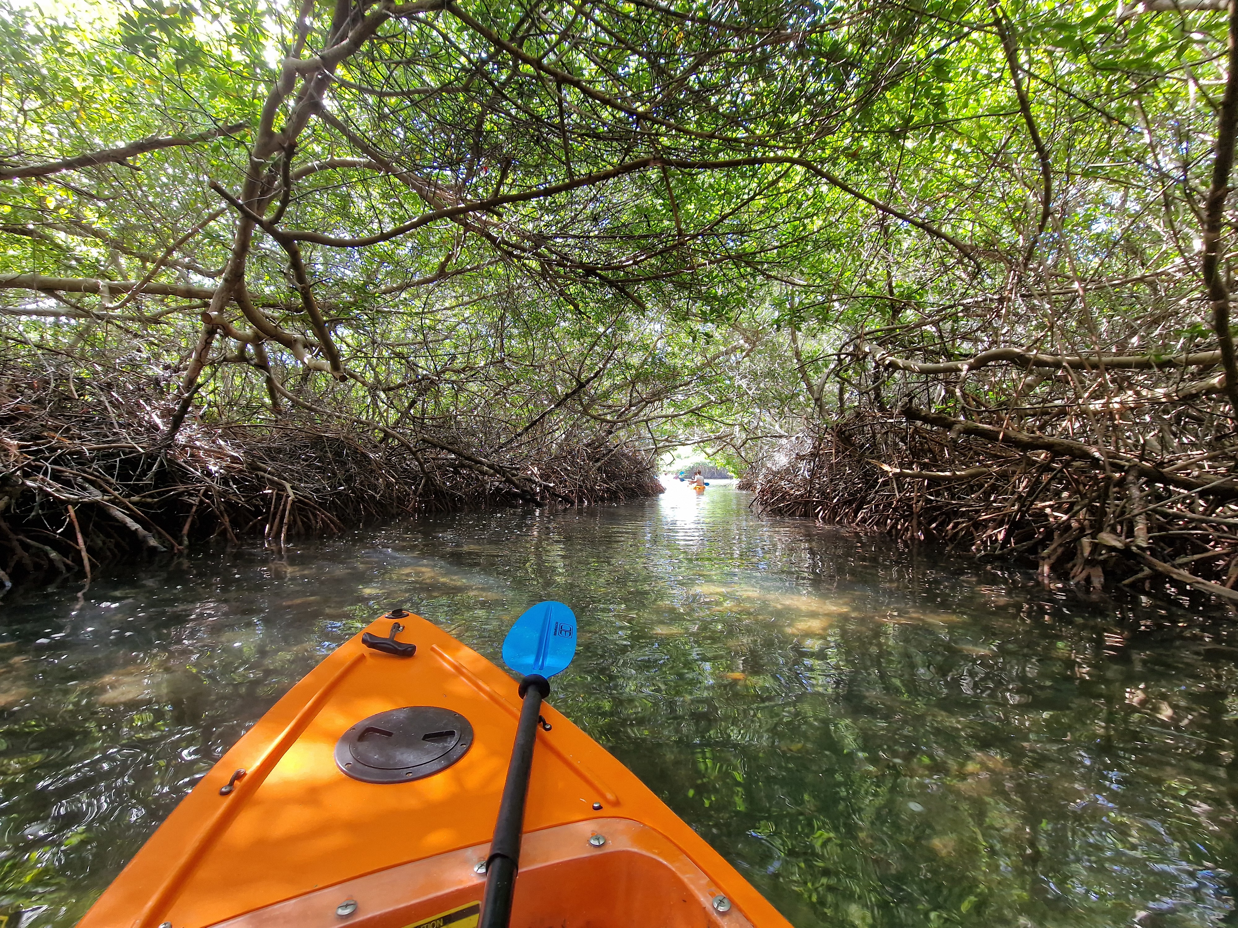 Zwischen Den Mangroven