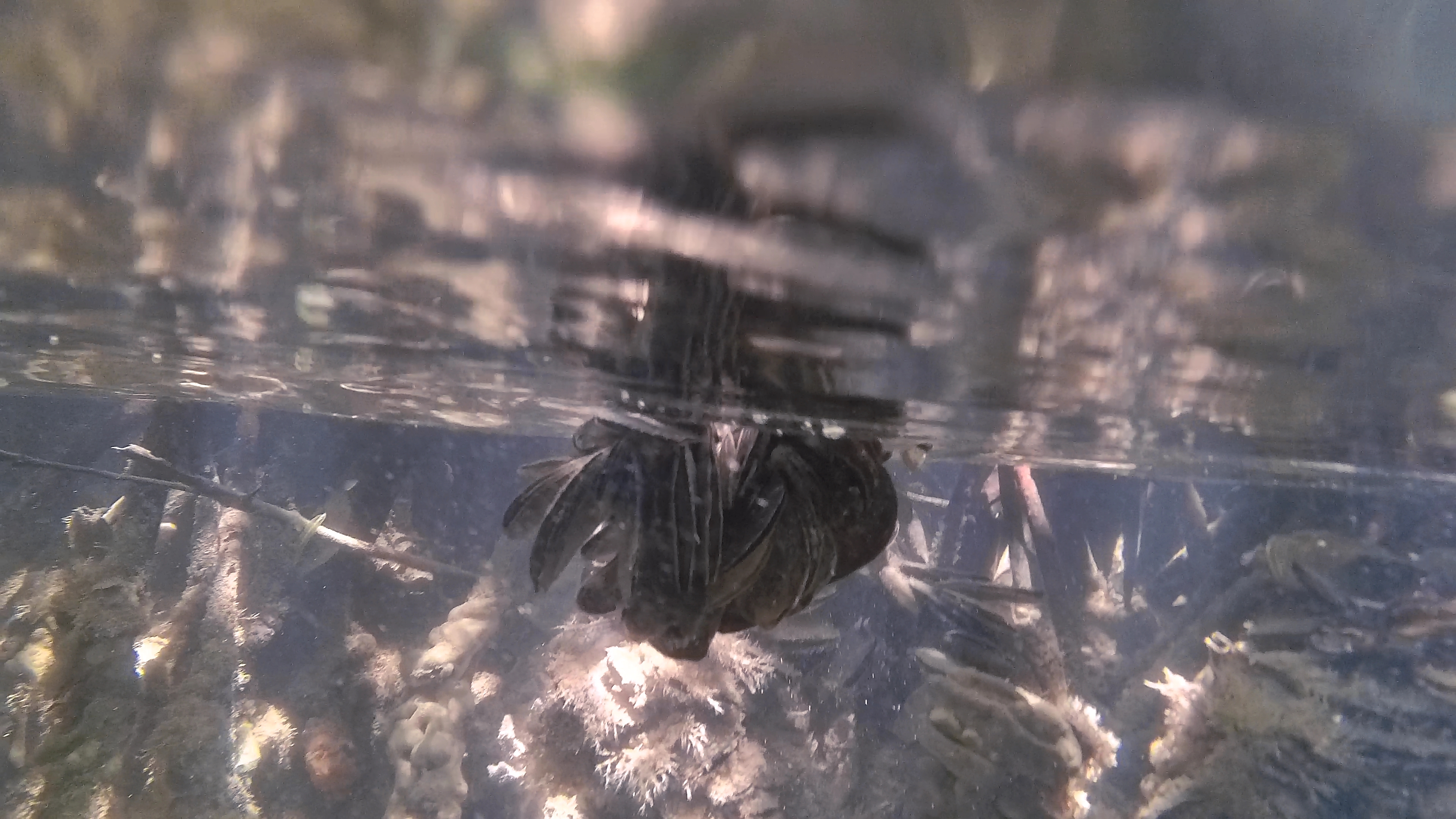 Wurzeln Muscheln Unten