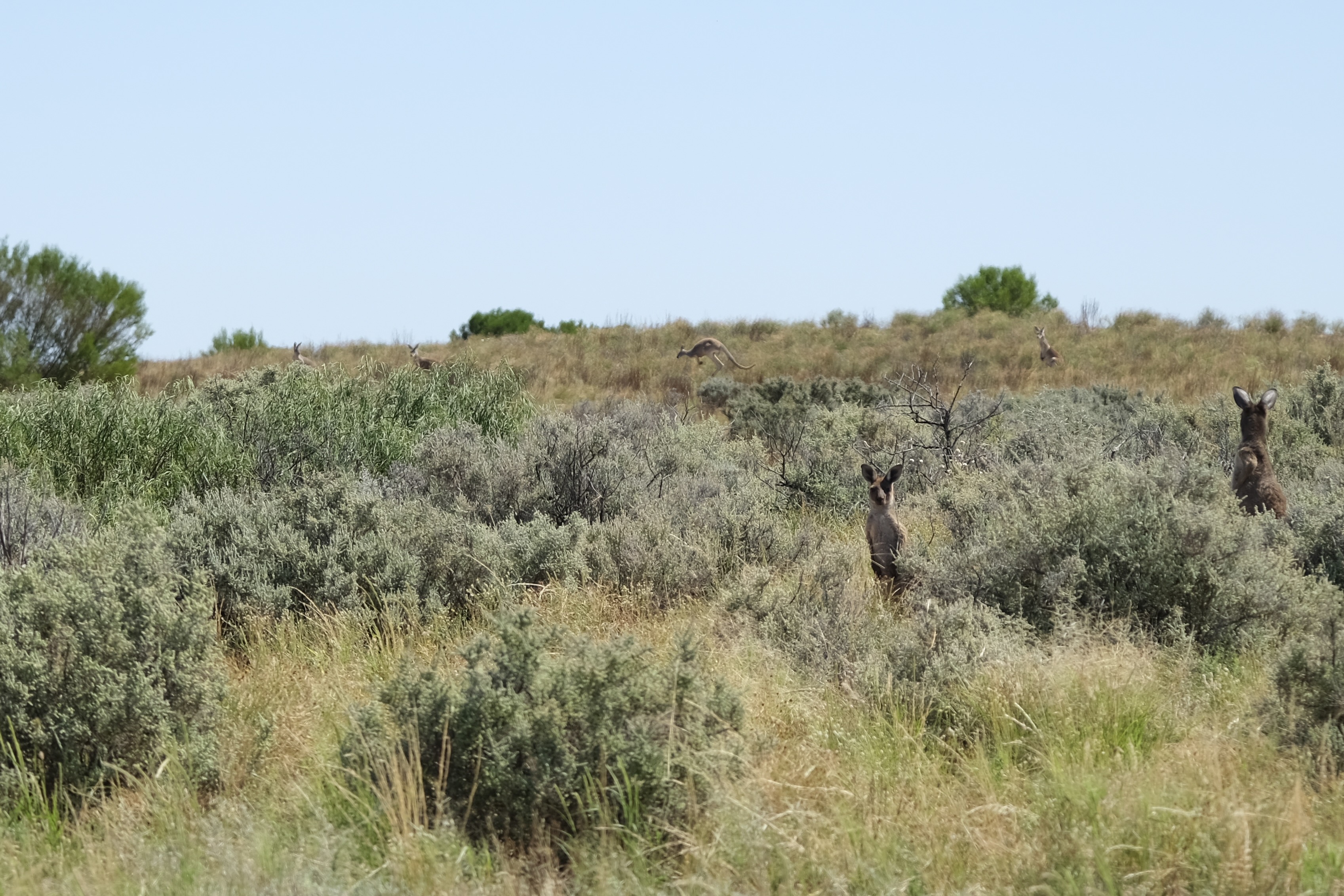 Mungo National Park 54