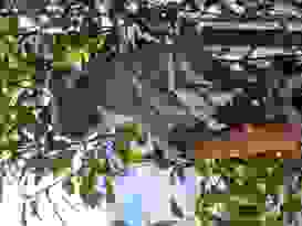 Wildlife Sydney Zoo 15 Wildlife Sydney Zoo 15