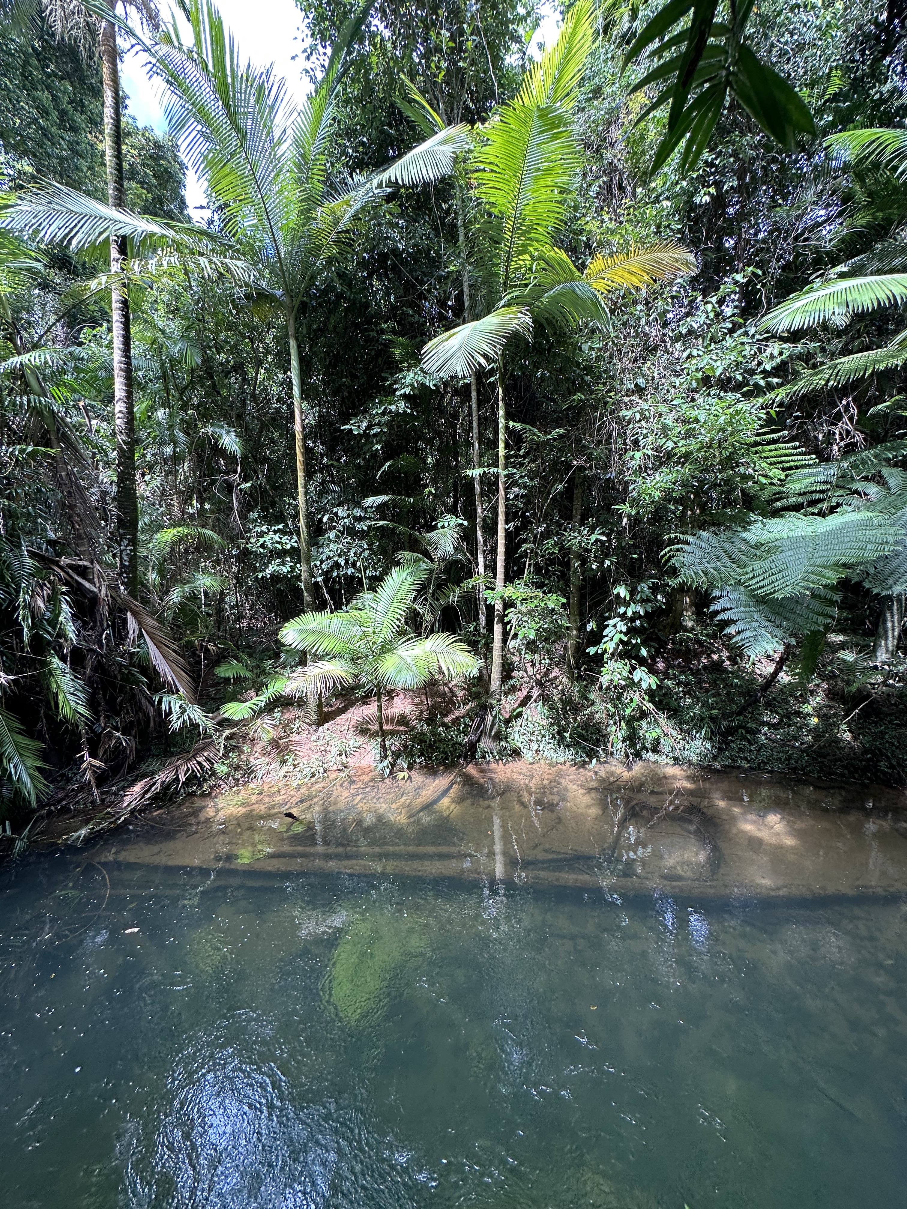 Djiru National Park 14
